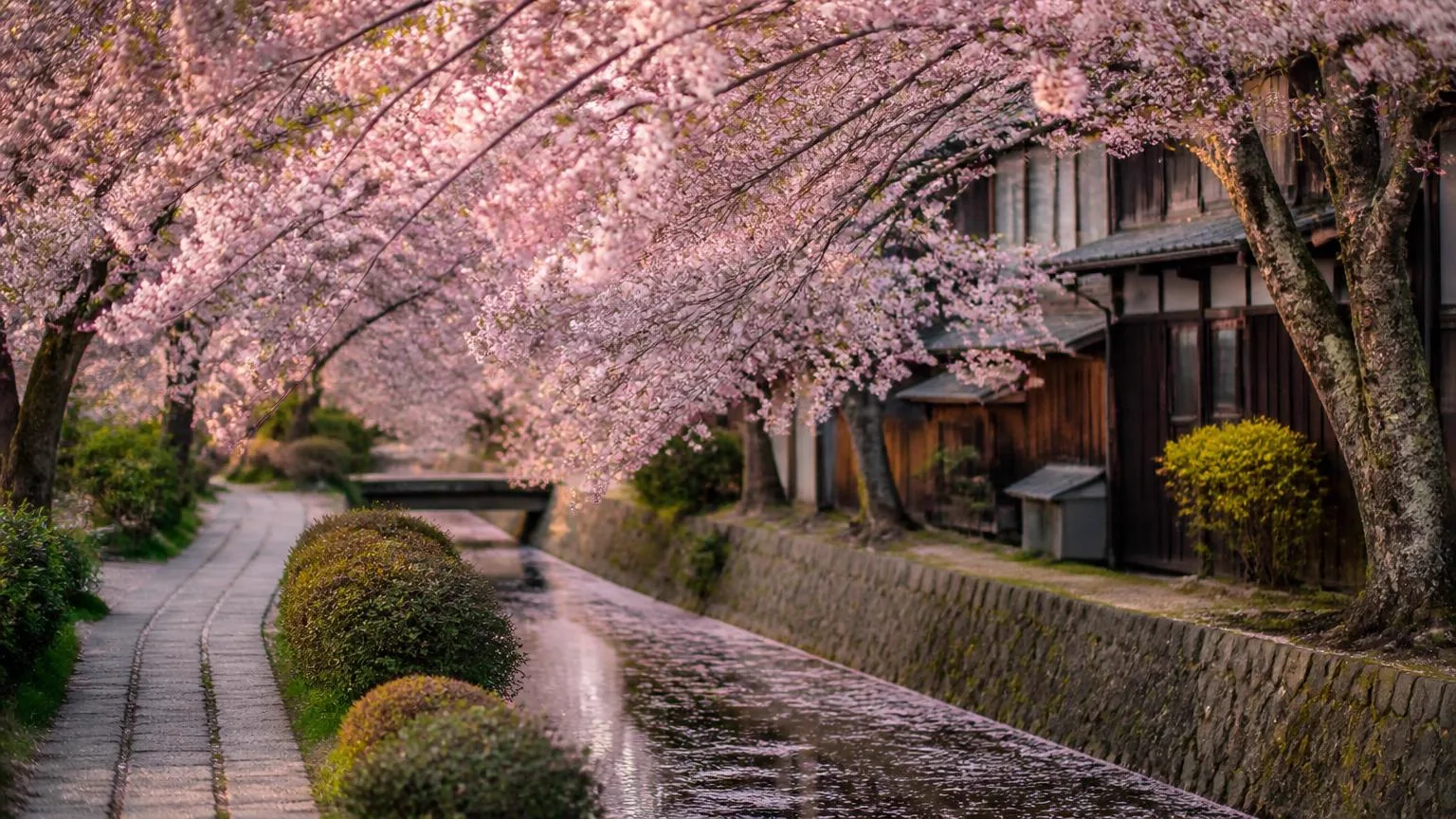 Cherry blossom in full bloom over a stone canal path in Kyoto at first light