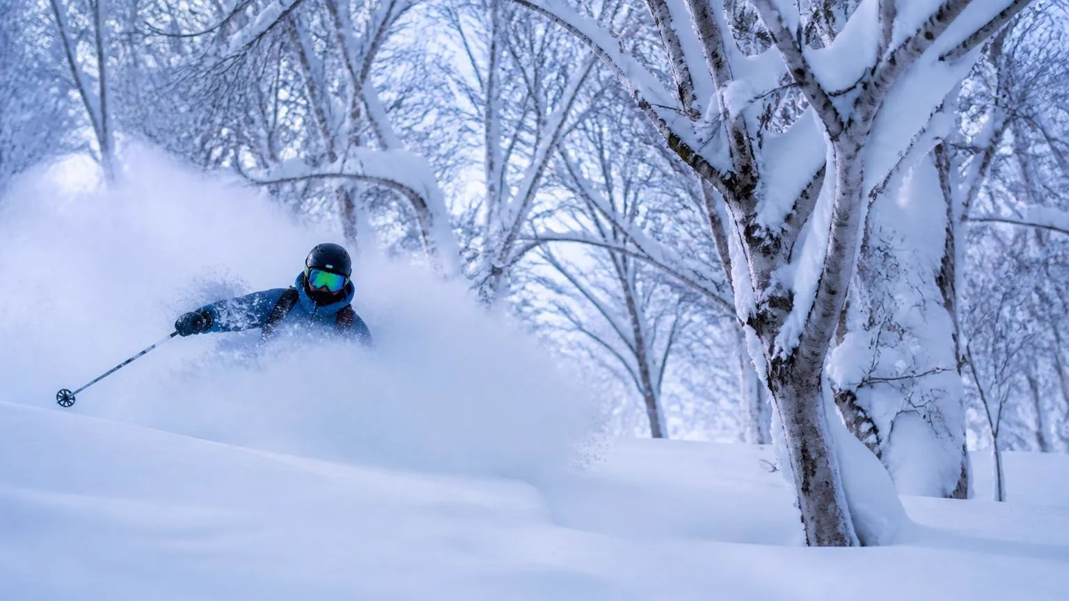A skier carving through deep powder snow between snow covered birch trees in Hokkaido