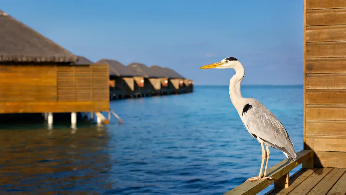 Overwater suites at Cocoon Maldives with a heron on the deck