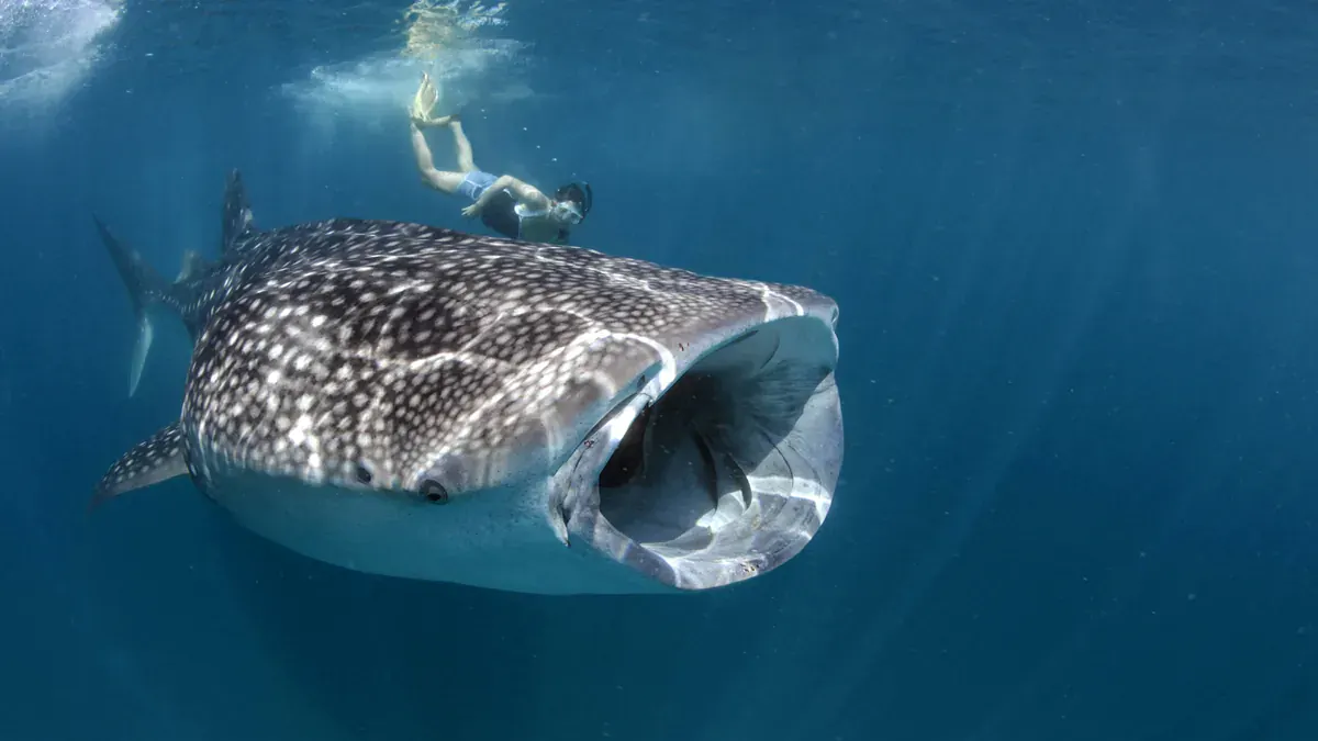 Whale shark snorkelling in Ari Atoll near Veligandu