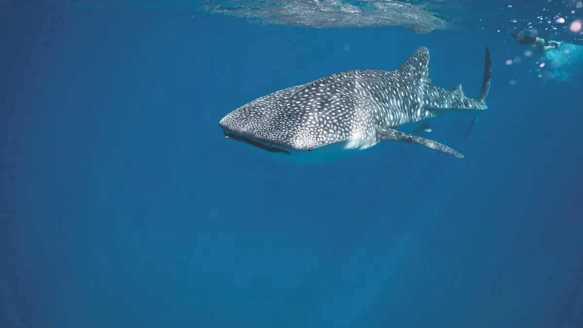 Whale shark in South Ari Atoll near Villa Park Maldives