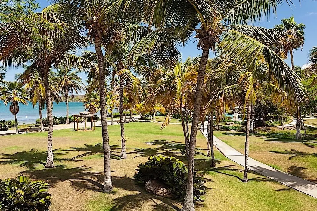 Lawn and coconut palms running down to the flat blue water of the bay