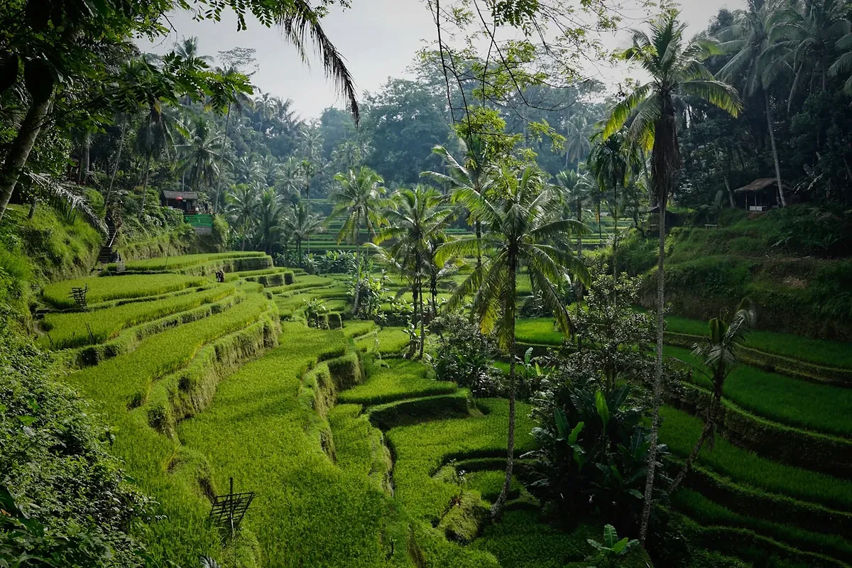 Capella Ubud, Ubud, Bali: exterior and setting, photographed for Luxury Hotel Compare