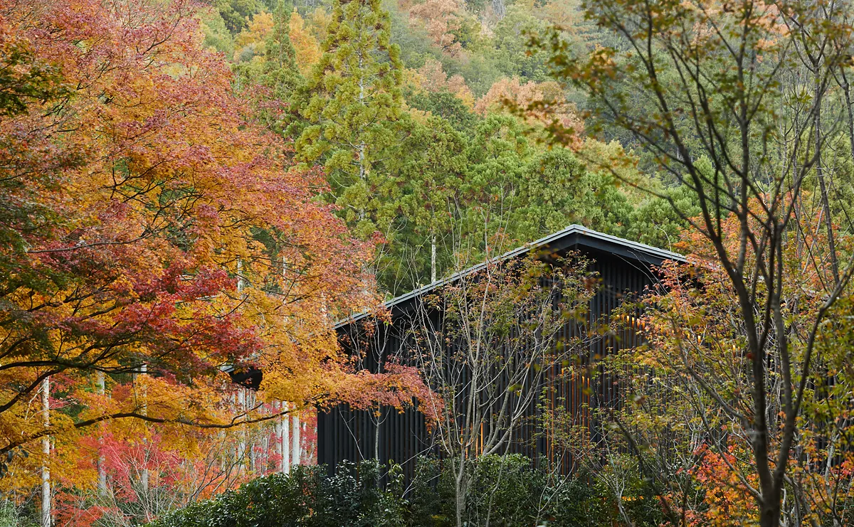 Aman Kyoto, a pavilion roof among the autumn maples of Takagamine, Kyoto