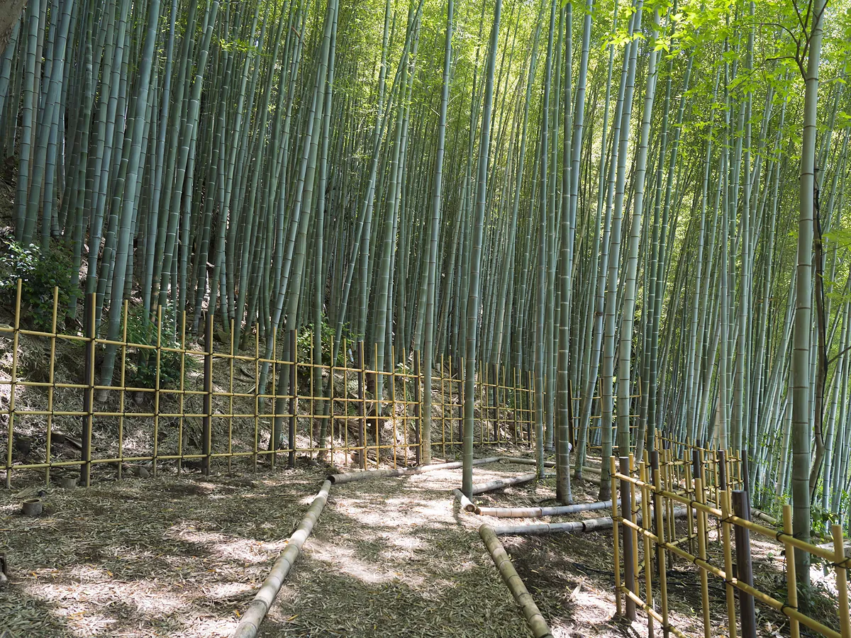 Banyan Tree Higashiyama Kyoto, the bamboo path on the Higashiyama slope, Kyoto