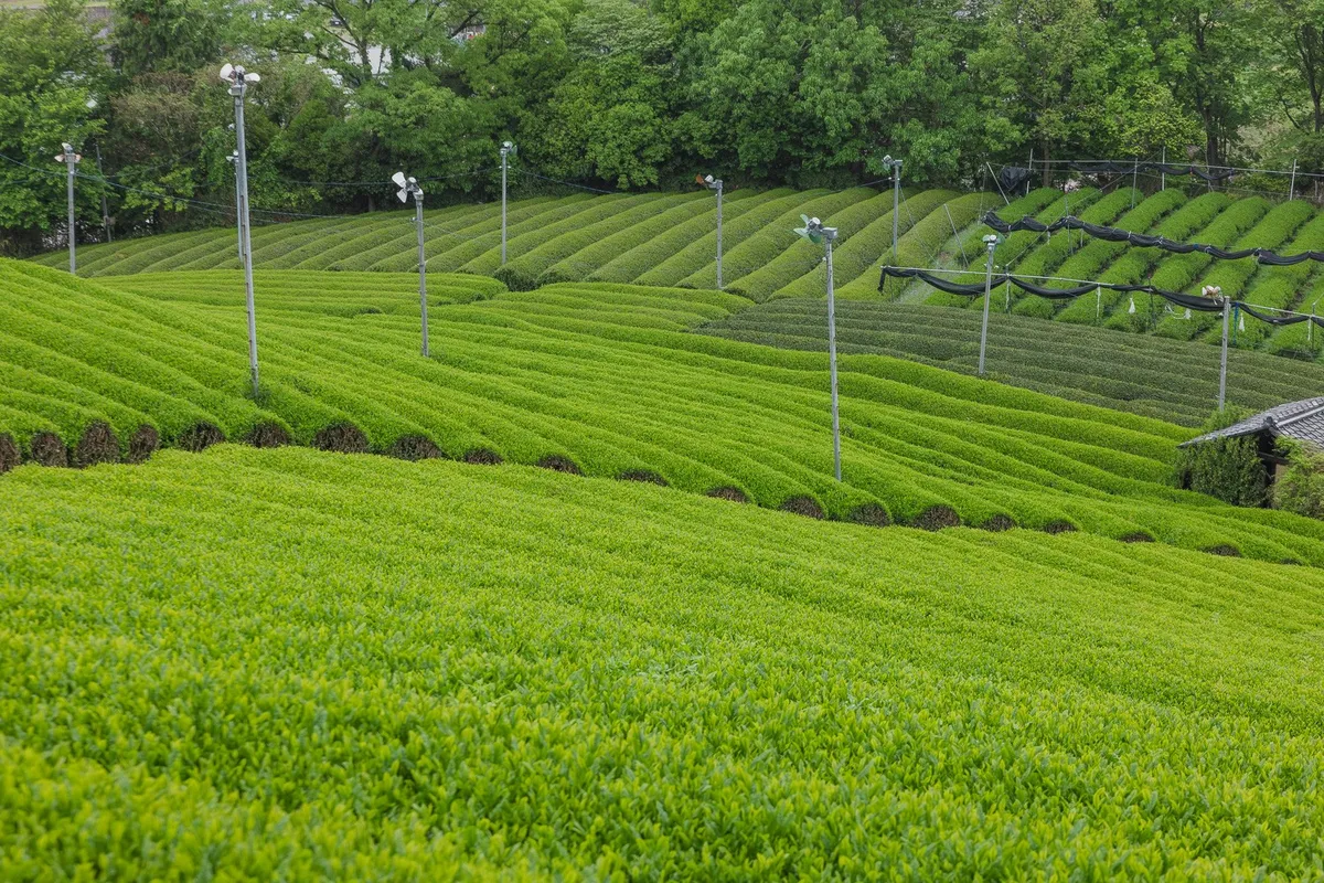 Dusit Thani Kyoto, rows of green tea bushes in the hills, Kyoto