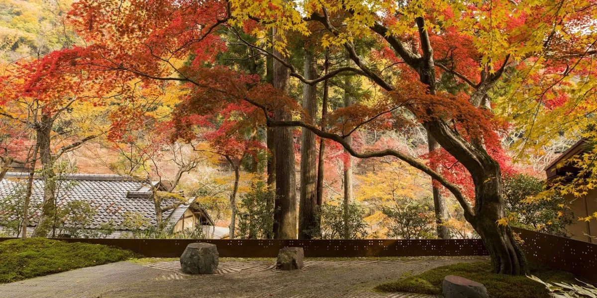 HOSHINOYA Kyoto, red maples over the garden and pavilion roof, Kyoto