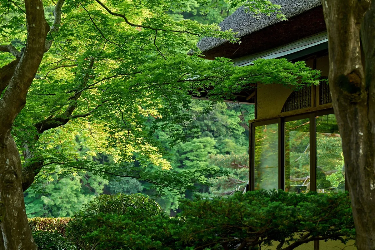 Suiran Kyoto, green maples over the pavilion roof, Kyoto
