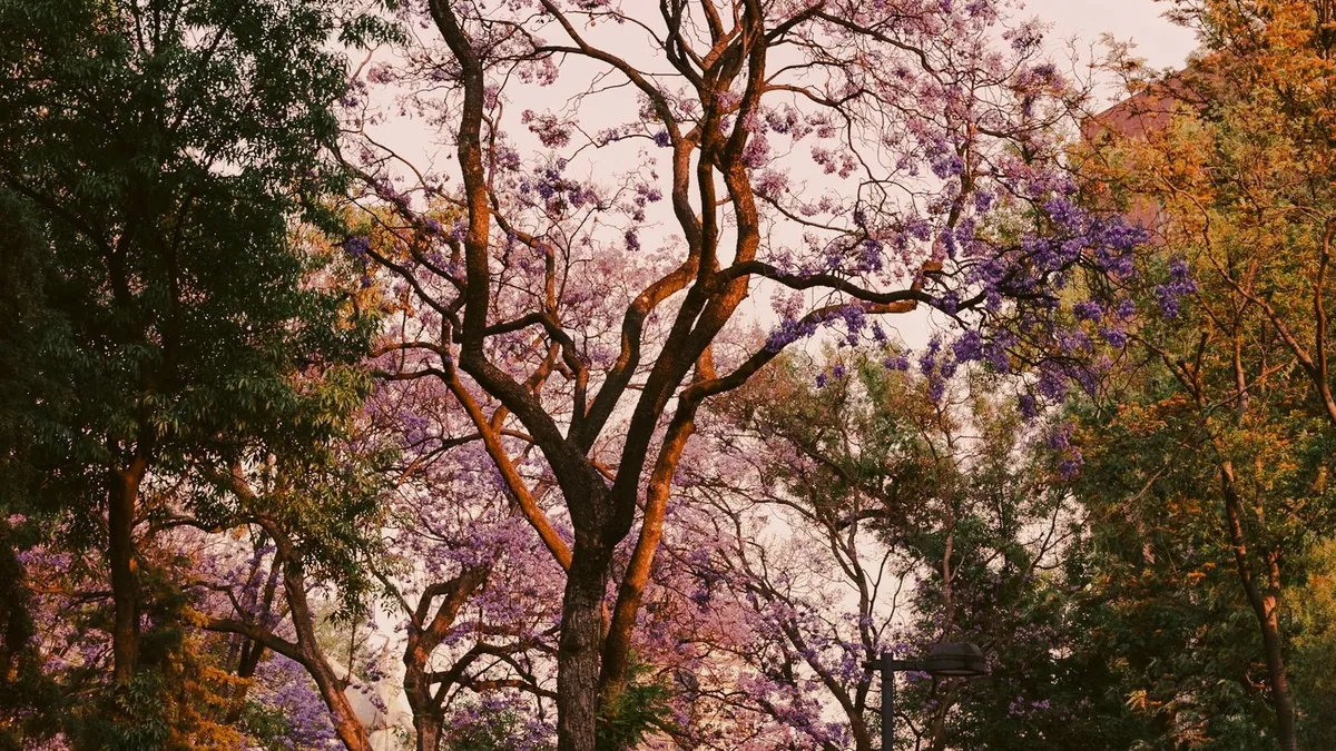 Mexico City jacarandas at golden hour